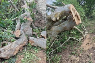 இரவோடு இரவாக பாரிய மரங்களை வெட்டி சென்ற இனந்தெரியாத நபர்கள்! வவுனியாவில் சம்பவம்