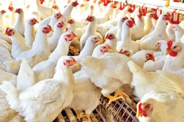 கோழி இறைச்சியை இறக்குமதி செய்ய ஏற்பாடு: கால்நடை உற்பத்தியாளர்கள் சங்கம்