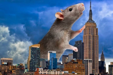 குழந்தைக்கு சமமாக 4 அடி நீளத்தில் மிகப்பெரிய எலி; அதிர்ச்சித்தகவல்