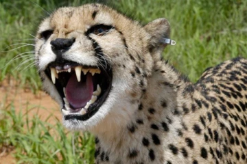 2 வயது குழந்தையை வாயில் கவ்விய சிறுத்தை - சண்டையிட்டு போராடிய தாத்தா - பாட்டி