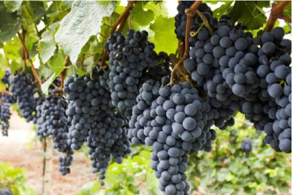 ஒமிக்ரோன் வைரஸிலிருந்து மீண்டு வர இந்த 4 பழங்களை எடுத்துக் கொண்டாலே போதும் | These 4 Fruits To Recover From The Omicron Virus ஒமிக்ரோன் வைரஸிலிருந்து மீண்டு வர இந்த 4 பழங்களை எடுத்துக் கொண்டாலே போதும் | These 4 Fruits To Recover From The Omicron Virus