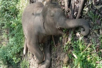 இரு யானைகள் வெள்ளத்தில் மூழ்கி உயிரிழப்பு !