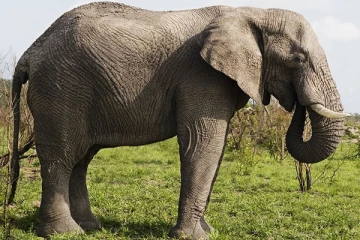 தொடருந்தில் மோதி யானை உயிரிழப்பு