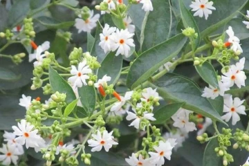 நோய் தீர்க்கும் பவளமல்லி! இத்தனை அற்புத மருத்துவப்பயன்கள் நிறைந்துள்ளதா?