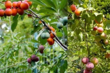 ஒரே மரத்தில் 40 வகையான பழங்கள்: சிலிர்க்க வைத்த மனிதர்