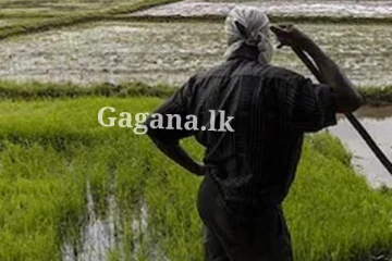 ගොවීන්ට වැදගත් පණිවිඩයක්.