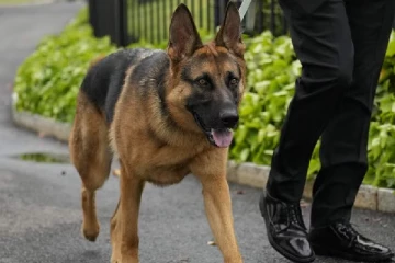 வளர்ப்பு நாயை தீ வைத்து எரித்த நபர்; காரணத்தால் அதிர்ச்சி!