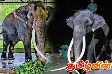 முத்துராஜாவை இலங்கைக்கு திருப்பியனுப்பப் போவதில்லை: தாய்லாந்து மன்னரின் தீர்மானம்