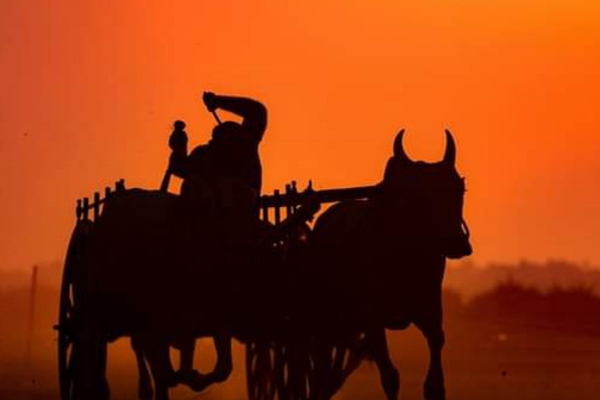 யாழில் நடைபெற்ற பாரம்பரிய மாட்டு வண்டிச்சவாரி (Photos) | Traditional Cart Ride In Jaffna