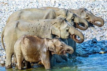 உங்களுக்கு கழுகு பார்வையா.... படத்தில் எத்தனை யானைகள் இருக்கு? இத்தனையா?