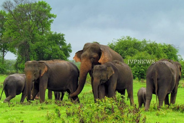 உலக யானைகள் தினம்! | Today Is Declared As World Elephant Day