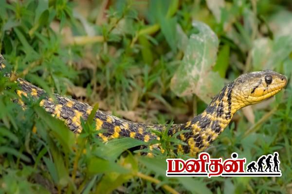 இந்த செடி வைங்க.. பாம்பு தொல்லை இருக்காது! | Plants That Repel Snakes In Tamil