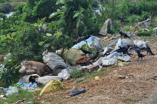 நாற்றமடிக்கும் யாழ்ப்பாணம் - காக்கைதீவு ; மக்கள் கோரிக்கை | Smelly Jaffna Kakkaithivu People Request