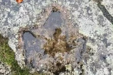 டைனோசரின் கால்த்தடம் இங்கிலாந்தில் கண்டுபிடிப்பு!