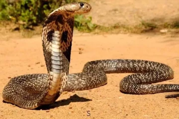 கொலை செய்யப்பட்ட தனது ஜோடி பாம்பு: பழிவாங்க காவல்நிலையம் வந்த பாம்பு! பின்பு நடந்தது என்ன?