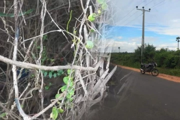 யாழில் பரபரப்பை ஏற்படுத்திய சம்பவம்; பற்றைக்குள் சடலம்