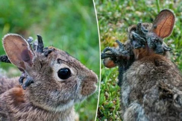 முயல்களை குறி வைத்திருக்கும் புது வைரஸ் தொற்று.. அடையாளம் காண்பது எப்படி?