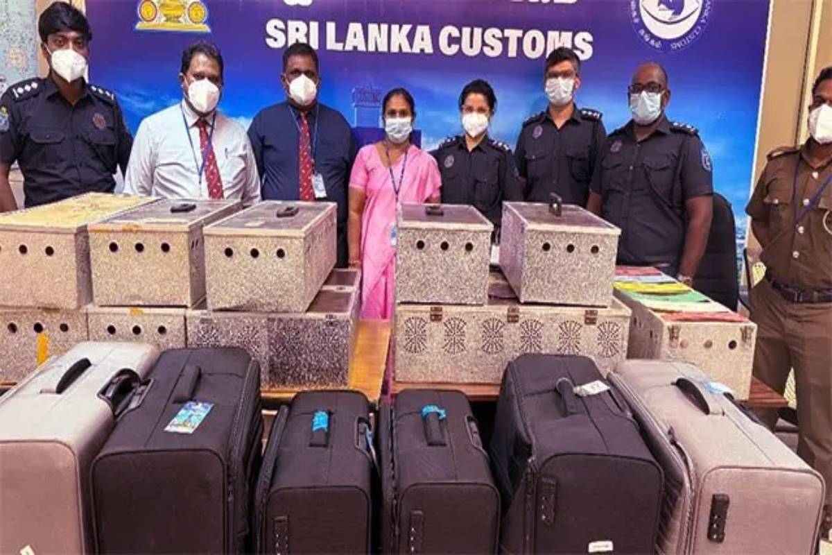 கட்டுநாயகவில் 64 சட்டவிரோத புறாக்களுடன் இருவர் கைது: விதிக்கப்பட்ட அபராதம்! | 2 Srilankan Arreste Indian Airport With 64 Pigeons கட்டுநாயகவில் 64 சட்டவிரோத புறாக்களுடன் இருவர் கைது: விதிக்கப்பட்ட அபராதம்! | 2 Srilankan Arreste Indian Airport With 64 Pigeons