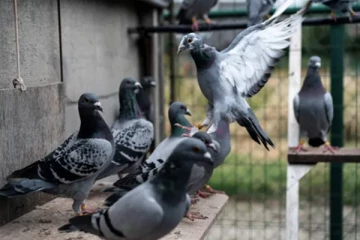 சோம்பீகளாக மாறும் புறாக்கள்.. மனிதர்களுக்கு பரவும் மர்ம நோய் - கொடூரம்!