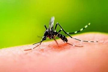 வேகமெடுக்கும் டெங்கு : அவசரநிலையாக அறிவித்த சிங்கப்பூர்... மக்களே கவனம்!