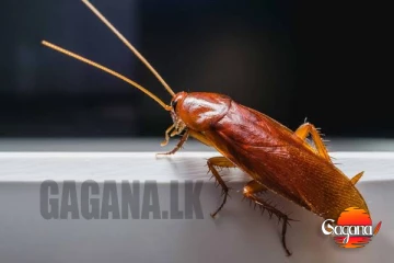 ගුවන් යානයක කැරපොත්තෙක් - අහසෙම හදිසි කලබලයක්