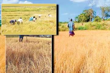 விவசாயிகளுக்கு இழப்பீடு வழங்குவதற்காக 3,000 மில்லியன் ரூபாய் ஒதுக்கீடு!