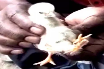 4 கால்களுடன் பிறந்த கோழிக்குஞ்சு... தற்போது இதன் நிலை என்ன?