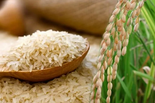 பேரிடரால் அரிசி பற்றாக்குறை.. அரசாங்கம் வெளியிட்டுள்ள தகவல் | Rice Shortage Due To Disaster Government Explains பேரிடரால் அரிசி பற்றாக்குறை.. அரசாங்கம் வெளியிட்டுள்ள தகவல் | Rice Shortage Due To Disaster Government Explains