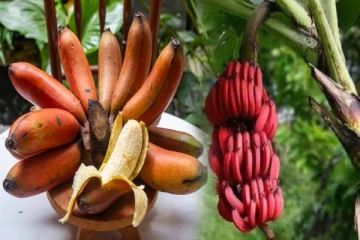 செவ்வாழை ஆண்மை குறைபாட்டை போக்குமா? இத்தனை நாட்கள் சாப்பிட்டலே போதும்...