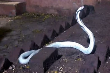 உலகிலேயே அரியவகை வெள்ளை நாகம் பார்த்ததுண்டா? வைரல் காணொளி