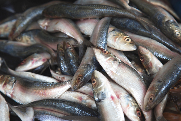 குளிர்காலத்தில் மீன் சாப்பிட்டால் என்ன நடக்கும் தெரியுமா?  இனி முழுசா தெரிஞ்சிக்கோங்க! | Science Backed Reasons To Eat Fish In Winters