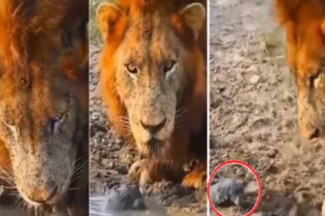 சிங்கத்தை சீண்டி பார்த்த ஆமை! சிங்க ராஜாவுக்கே இந்த பரிதாப நிலைமையா?... வைரல் வீடியோ