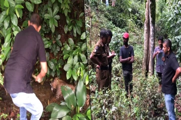 மர்மமான நிலையில் உயிரிழந்த சிறுத்தை மீட்பு - வனவிலங்கு அதிகாரிகள் விசாரணை