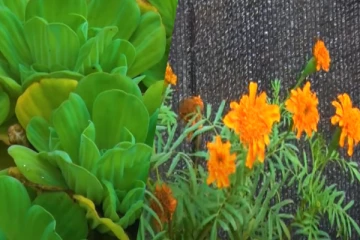 தமிழர் பகுதியில் பிரமாண்டமாக உருவாக்கப்படும் மாபெரும் காந்தள் பூங்கா (VIDEO)