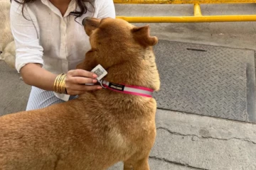 இனி நாய்களுக்கும் ஆதார் கார்டு - டெல்லியில் அதிரடியாக நடைமுறைக்கு வந்தது!!
