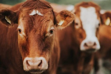 மாடுகளை இறைச்சிக்காக வெட்டுவது குறித்து விரைவில் தடை!