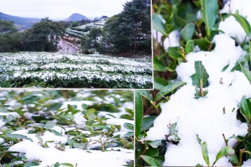 முகப்புத்தகத்தில் பகிரப்பட்ட பூ பனி புகைப்படங்கள் - வெளியாகியுள்ள தகவல் (Photos)
