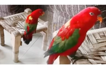 லட்சம் பேரை நெகிழ வைத்த கிளி - என்ன செய்தது தெரியுமா? நீங்களே பாருங்க...