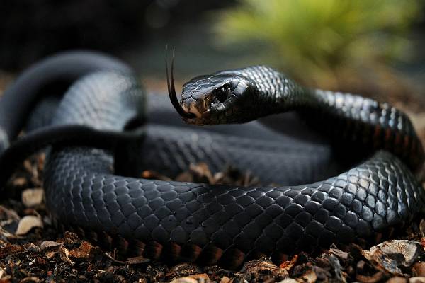 பெண்ணை ஆக்குரோஷமாக தாக்கும் Black mamba பாம்பு... பதறவைக்கும் வைரல் காணொளி! | Black Mamba Snake Aggressive Attack Video Viral பெண்ணை ஆக்குரோஷமாக தாக்கும் Black mamba பாம்பு... பதறவைக்கும் வைரல் காணொளி! | Black Mamba Snake Aggressive Attack Video Viral