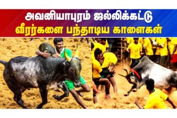 வீரார்களை பந்தாடிய காளைகள் - வீடியோ செய்தி