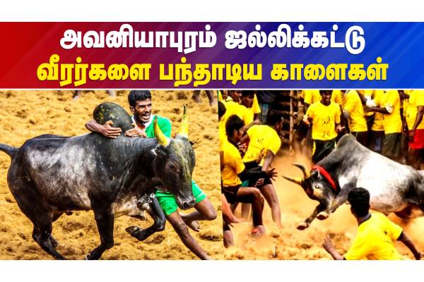 வீரார்களை பந்தாடிய காளைகள் - வீடியோ செய்தி - தமிழ்நாடு