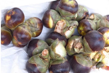 யாழில் நுங்கு விற்பனை சூடுபிடிப்பு (photos)