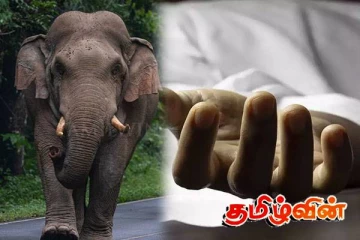 யானை தாக்கி சிவில் பாதுகாப்பு உத்தியோகத்தர் உயிரிழப்பு!