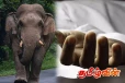 யானை தாக்கி சிவில் பாதுகாப்பு உத்தியோகத்தர் உயிரிழப்பு!