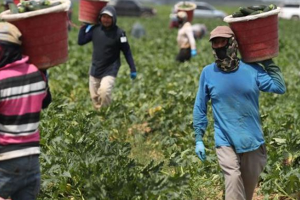 கனடாவில் உணவுக்குக் கூட கஷ்டப்படும் பண்ணை பணியாளர்கள்... | Anada Farms Workers Go Hungry