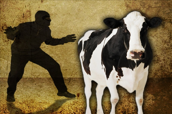 கால்நடை திருட்டு காவல்துறை அதிகாரி கைது | Police Officer Arrested For Cattle Theft