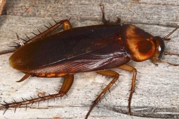 கரப்பான் பூச்சிகளால் தலை இல்லாமல் பத்து நாட்கள் உயிருடன் வாழமுடியும் என்பது உண்மையா?