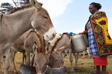 சீனாவால் ஆபிரிக்க கழுதைகள் திருட்டு அதிகரிப்பு ; ஏன் தெரியுமா?