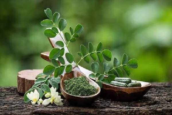 ஒரு ஸ்பூன் முருங்கைப்பொடியில் இத்தனை நன்மைகளா? | So Many Benefits In Spoonful Of Drumstick Powder ஒரு ஸ்பூன் முருங்கைப்பொடியில் இத்தனை நன்மைகளா? | So Many Benefits In Spoonful Of Drumstick Powder