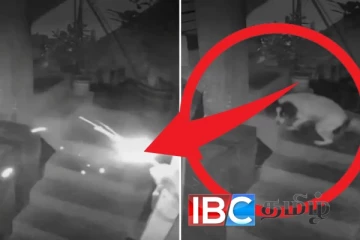 குண்டு வெடிப்பிலிருந்து குடும்பத்தை மீட்ட வளர்ப்பு நாய்